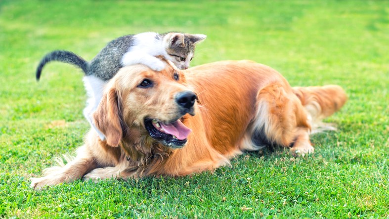 Black and white kitten plays on top of golden retriever in a yard