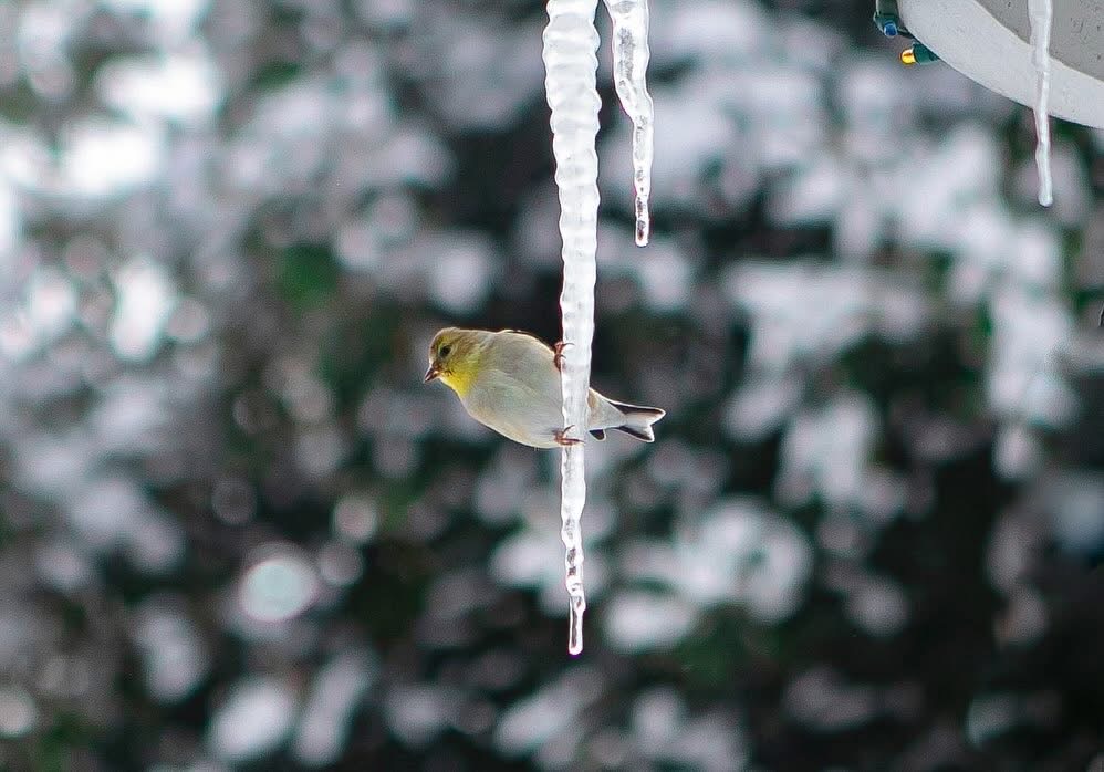 A young American Goldfinch on an icicle